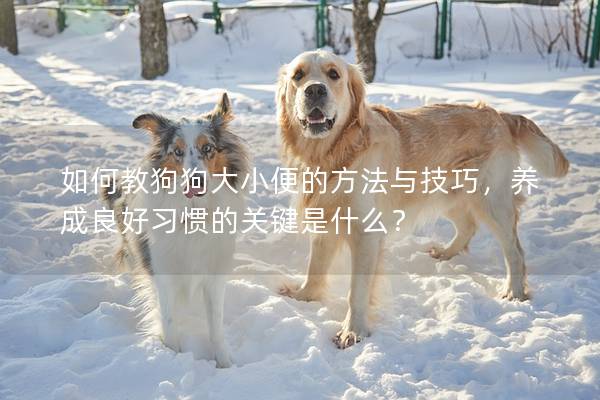如何教狗狗大小便的方法与技巧，养成良好习惯的关键是什么？