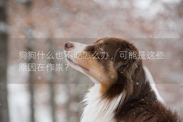 狗狗什么也不吃怎么办，可能是这些原因在作祟？