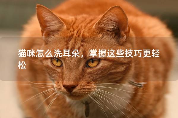 猫咪怎么洗耳朵，掌握这些技巧更轻松