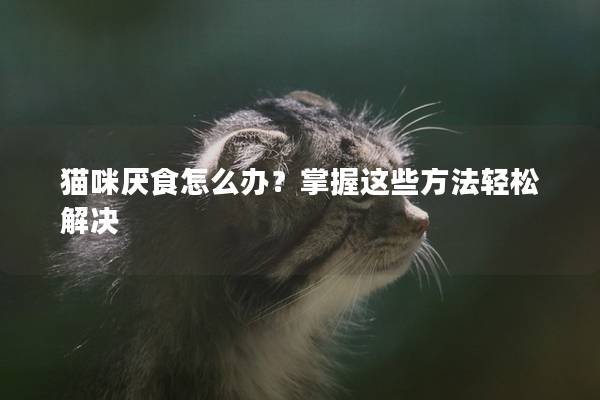 猫咪厌食怎么办？掌握这些方法轻松解决