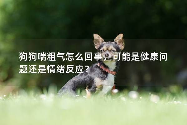 狗狗喘粗气怎么回事，可能是健康问题还是情绪反应？