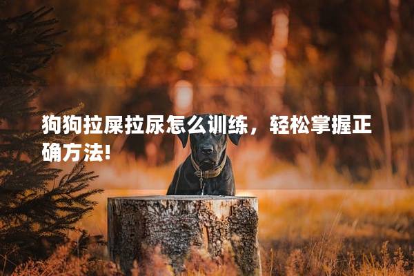 狗狗拉屎拉尿怎么训练，轻松掌握正确方法!