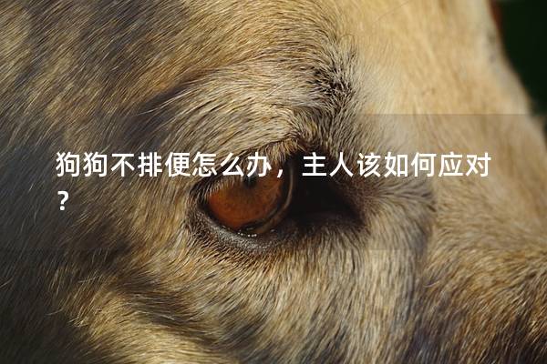 狗狗不排便怎么办，主人该如何应对？