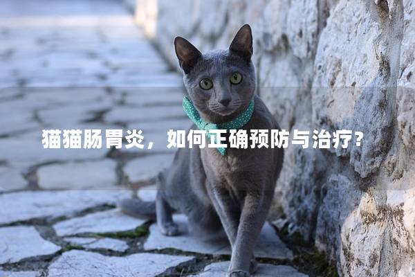 猫猫肠胃炎，如何正确预防与治疗？
