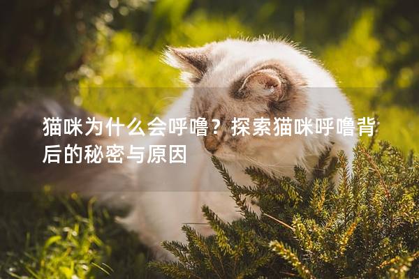 猫咪为什么会呼噜？探索猫咪呼噜背后的秘密与原因