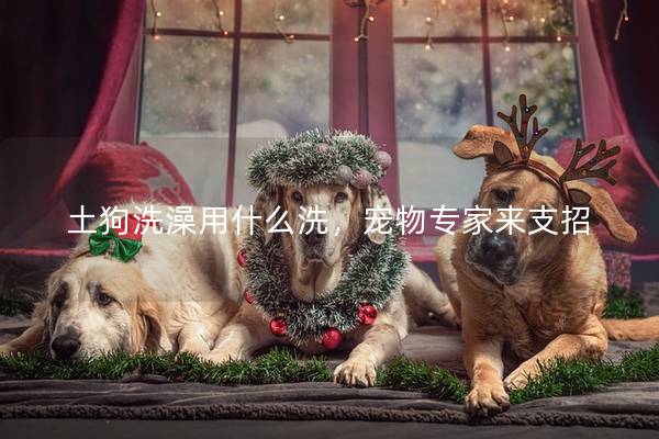 土狗洗澡用什么洗，宠物专家来支招
