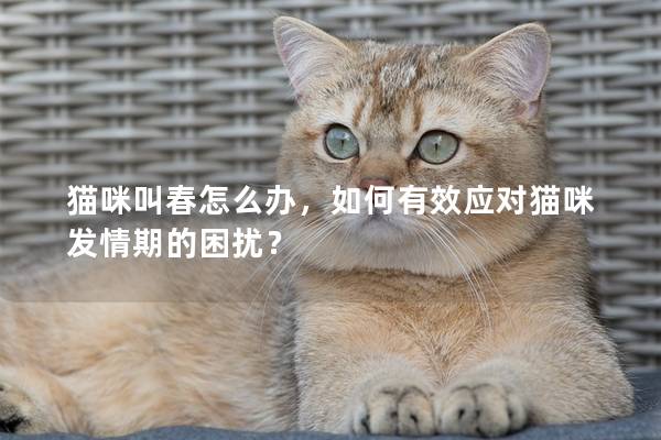 猫咪叫春怎么办，如何有效应对猫咪发情期的困扰？