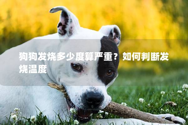 狗狗发烧多少度算严重？如何判断发烧温度