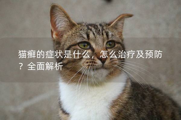 猫癣的症状是什么，怎么治疗及预防？全面解析