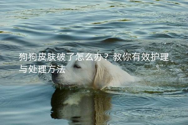 狗狗皮肤破了怎么办？教你有效护理与处理方法