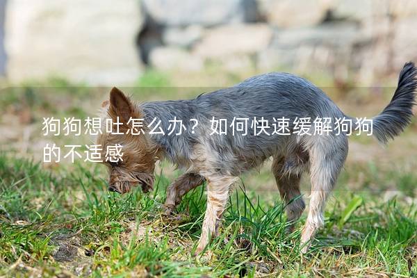狗狗想吐怎么办？如何快速缓解狗狗的不适感