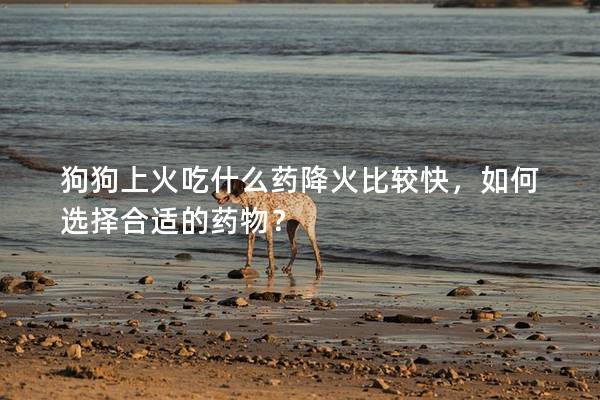 狗狗上火吃什么药降火比较快，如何选择合适的药物？