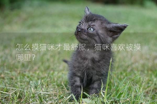 怎么摸猫咪才最舒服，猫咪喜欢被摸哪里？