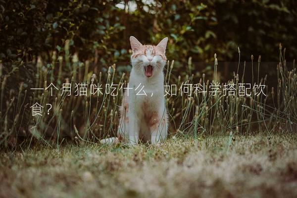 一个月猫咪吃什么，如何科学搭配饮食？