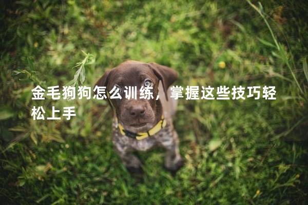 金毛狗狗怎么训练，掌握这些技巧轻松上手