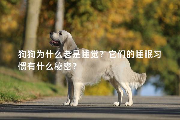 狗狗为什么老是睡觉？它们的睡眠习惯有什么秘密？