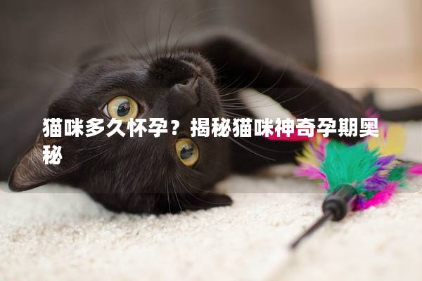 猫咪多久怀孕？揭秘猫咪神奇孕期奥秘
