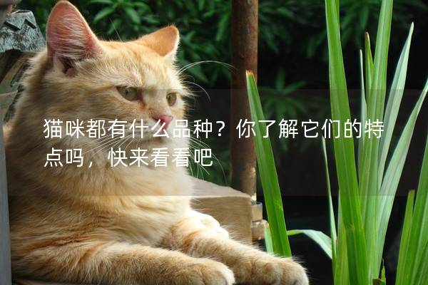猫咪都有什么品种？你了解它们的特点吗，快来看看吧