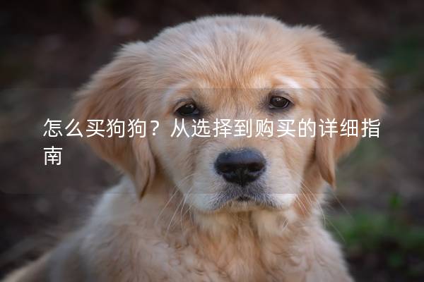 怎么买狗狗？从选择到购买的详细指南