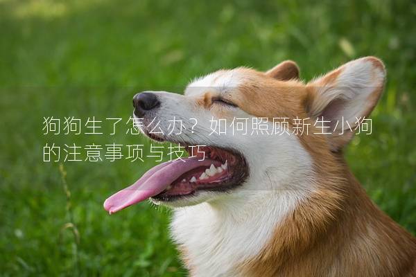 狗狗生了怎么办？如何照顾新生小狗的注意事项与技巧