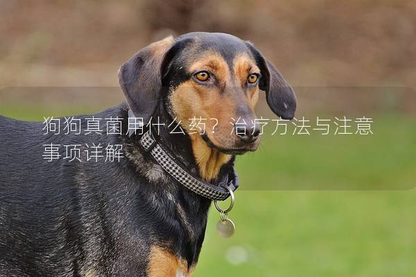 狗狗真菌用什么药？治疗方法与注意事项详解