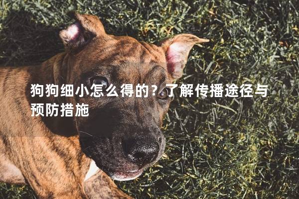 狗狗细小怎么得的？了解传播途径与预防措施