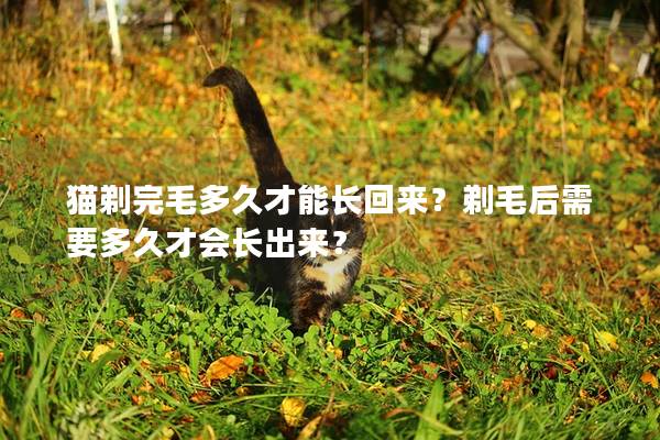 猫剃完毛多久才能长回来？剃毛后需要多久才会长出来？