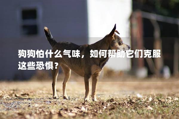 狗狗怕什么气味，如何帮助它们克服这些恐惧？