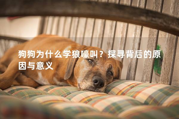 狗狗为什么学狼嚎叫？探寻背后的原因与意义