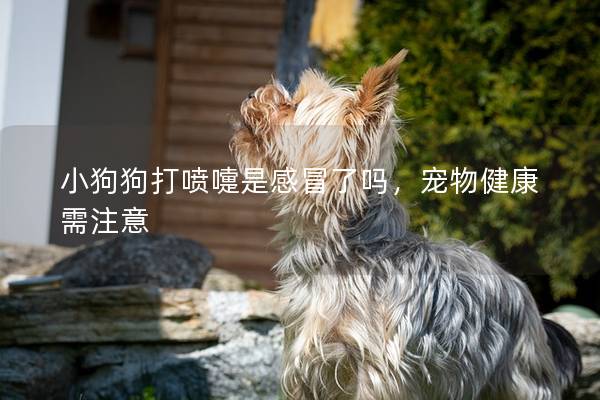 小狗狗打喷嚏是感冒了吗，宠物健康需注意