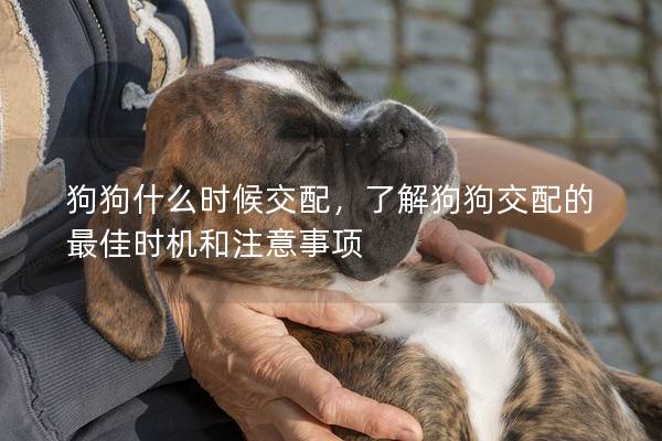 狗狗什么时候交配，了解狗狗交配的最佳时机和注意事项