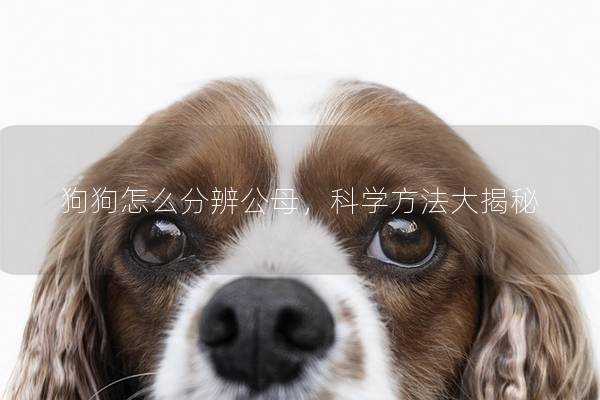 狗狗怎么分辨公母，科学方法大揭秘