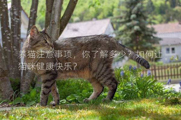 养猫注意事项，你了解多少？如何让猫咪健康快乐？