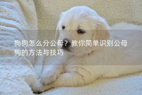 狗狗怎么分公母？教你简单识别公母狗的方法与技巧