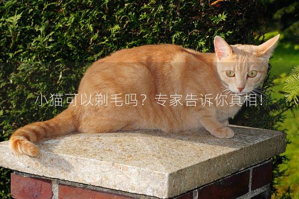 小猫可以剃毛吗？专家告诉你真相!
