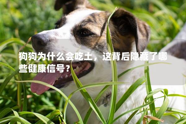 狗狗为什么会吃土，这背后隐藏了哪些健康信号？
