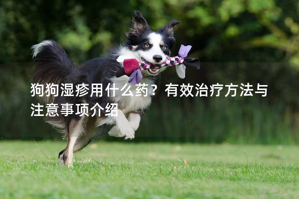 狗狗湿疹用什么药？有效治疗方法与注意事项介绍
