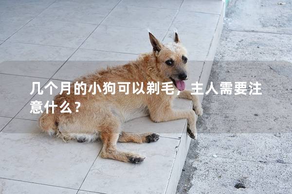 几个月的小狗可以剃毛，主人需要注意什么？