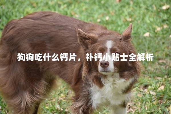 狗狗吃什么钙片，补钙小贴士全解析
