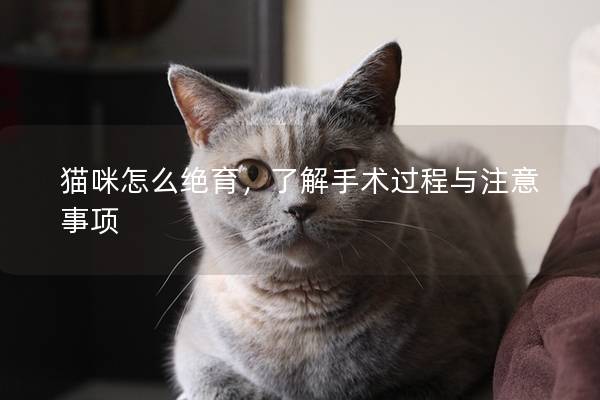 猫咪怎么绝育，了解手术过程与注意事项