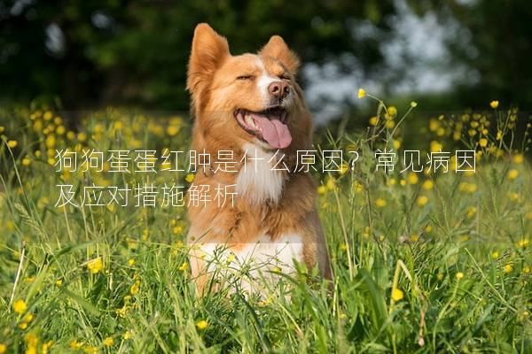 狗狗蛋蛋红肿是什么原因？常见病因及应对措施解析