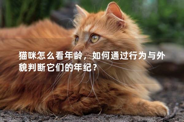 猫咪怎么看年龄，如何通过行为与外貌判断它们的年纪？