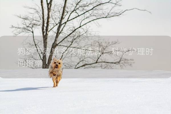 狗狗下完崽多久能洗澡，科学护理时间指南