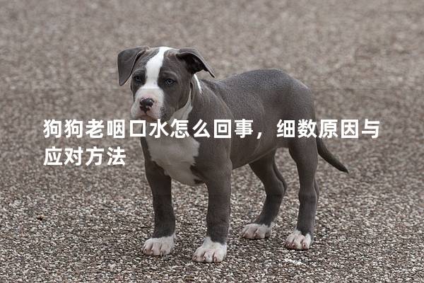 狗狗老咽口水怎么回事，细数原因与应对方法