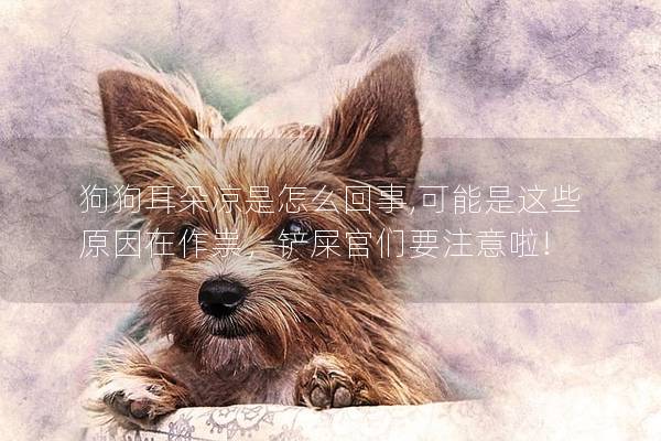 狗狗耳朵凉是怎么回事,可能是这些原因在作祟，铲屎官们要注意啦!