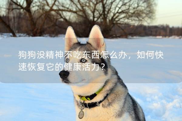 狗狗没精神不吃东西怎么办，如何快速恢复它的健康活力？