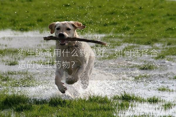 狗生跳蚤用什么药最好，如何选择合适的驱虫药物？