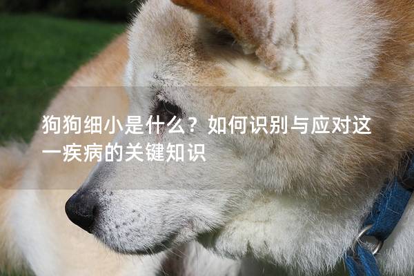 狗狗细小是什么？如何识别与应对这一疾病的关键知识