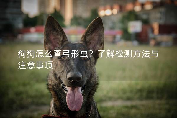 狗狗怎么查弓形虫？了解检测方法与注意事项