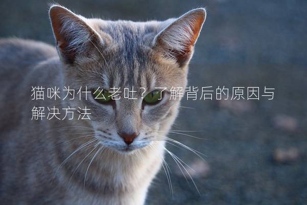 猫咪为什么老吐？了解背后的原因与解决方法